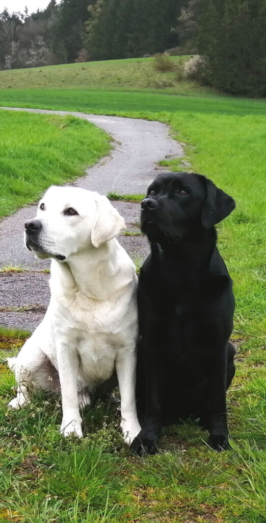 Schwarzer und weisser Hund