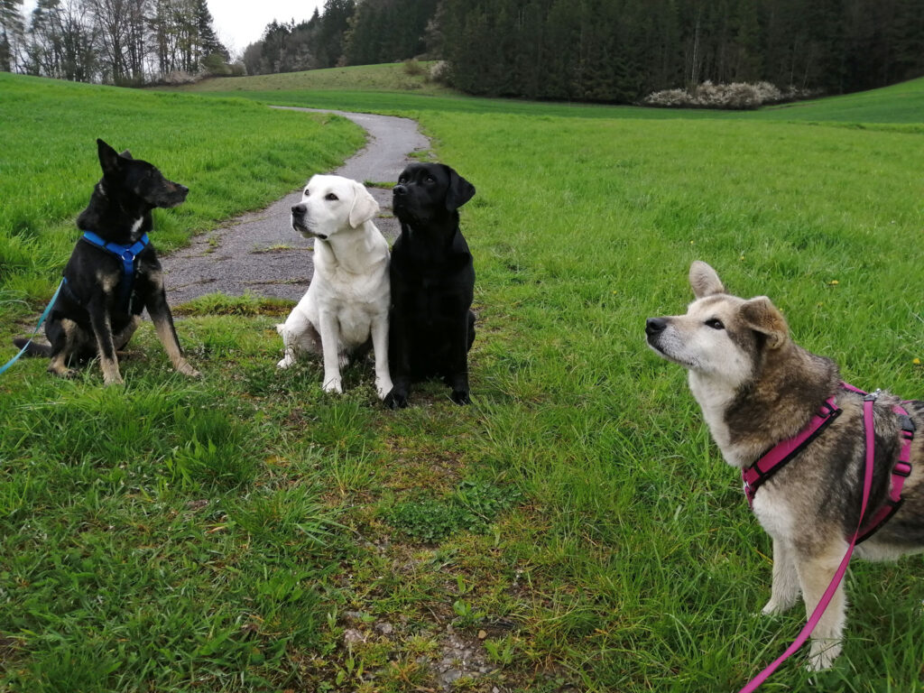 Vier Hunde beim Training