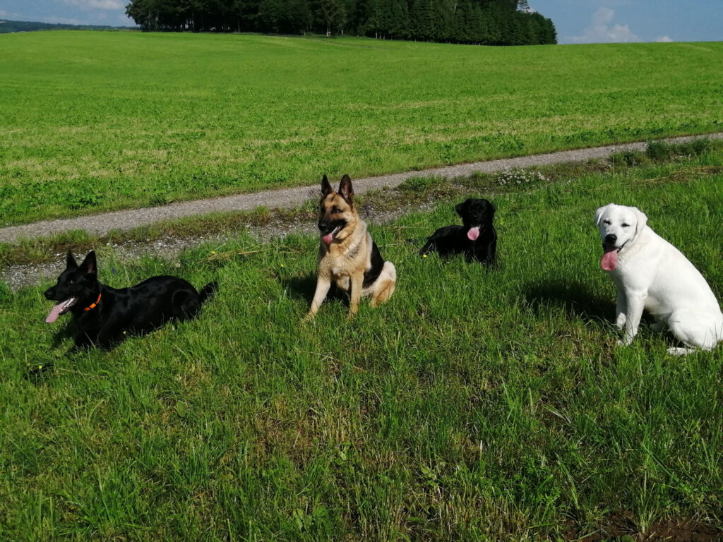 Vier Hunde im Gras