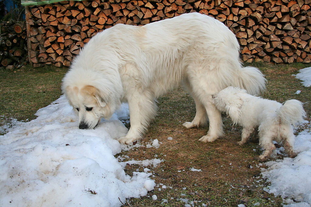 Hund und Welpe